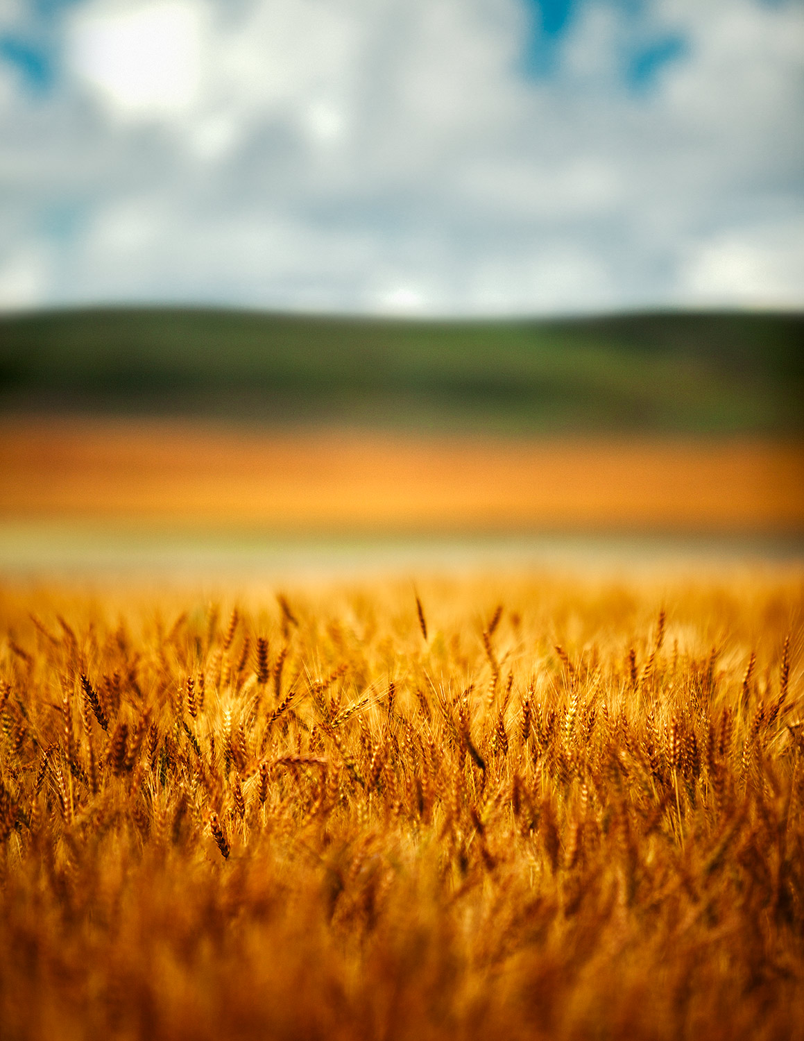 A multi-layered landscape of golden barley and wheat outside of Belt, Montana.&nbsp;→ Buy a Print