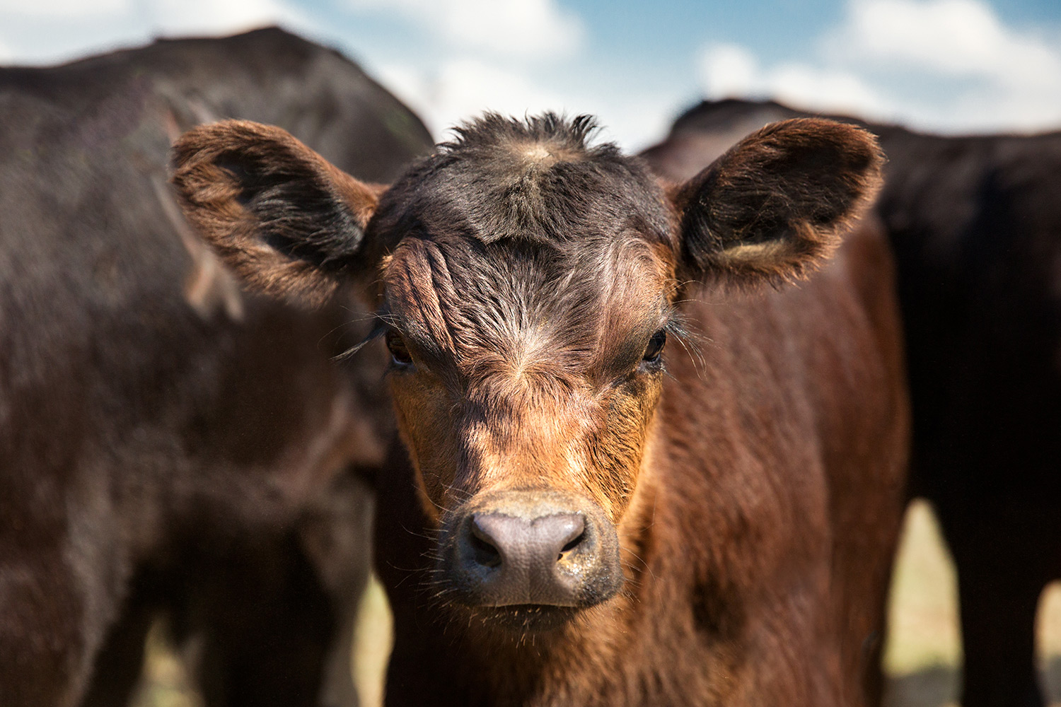 A beautiful young black Angus calf looks into the camera on a sunny day on the ranch.&nbsp;→ Buy a Print