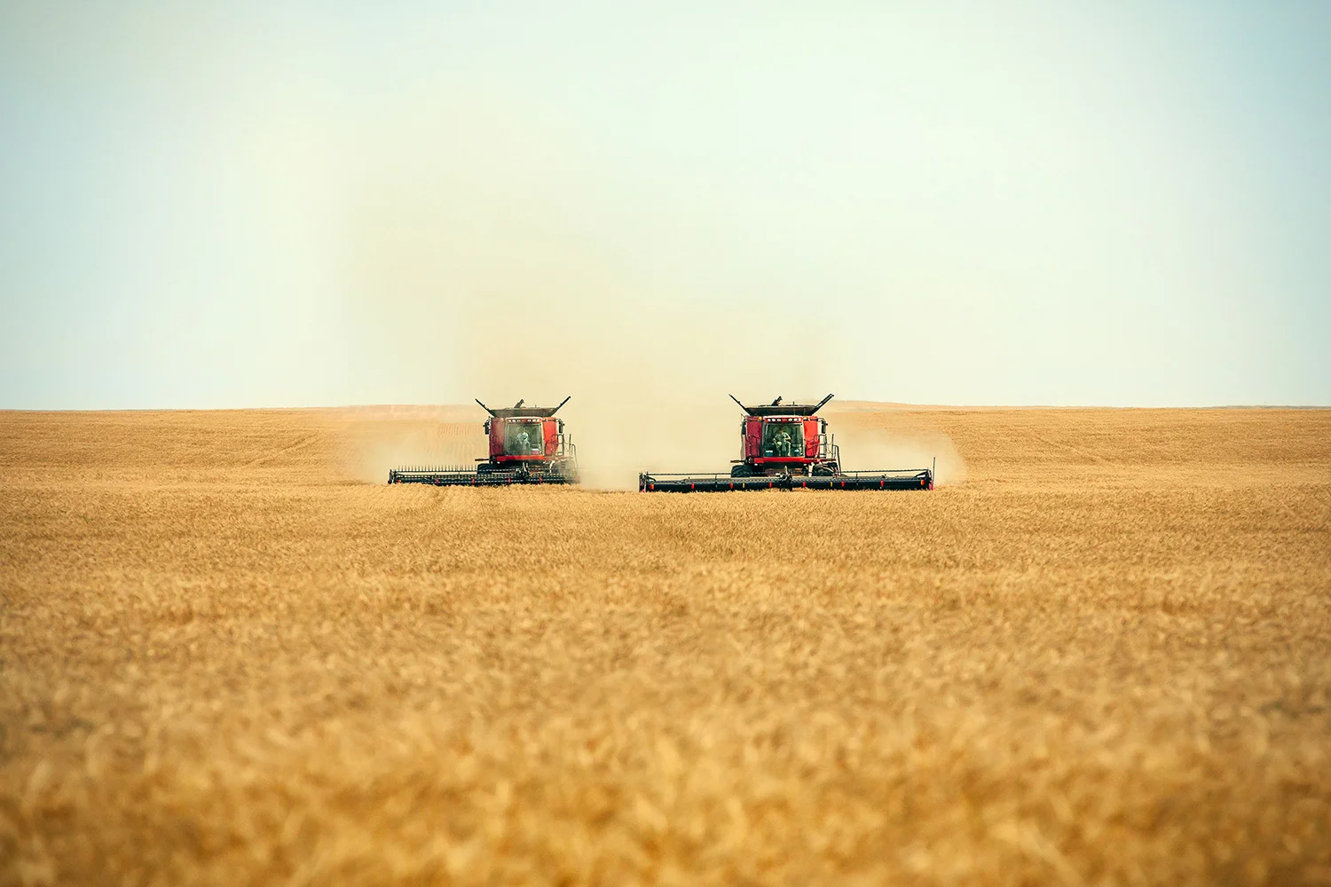 A pair of combines cutting a swath right down the middle of a wheat field north of Havre, Montana . → Buy a Print