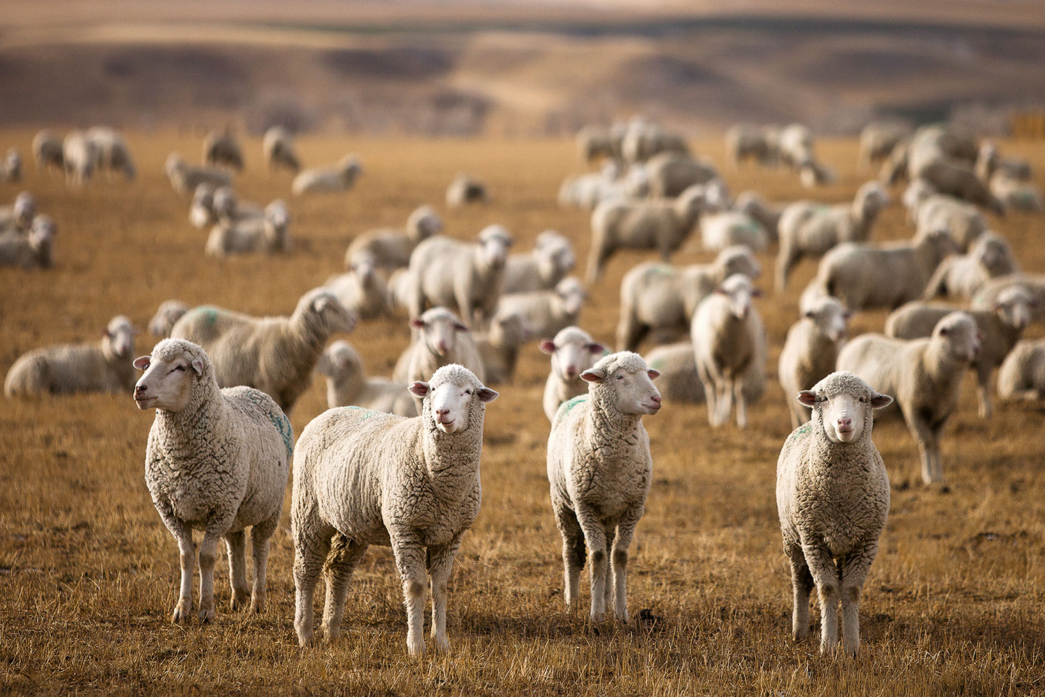Four sheep stand guard in a large flock of sheep outside of Harlowton, Montana.&nbsp;→ Buy a Print