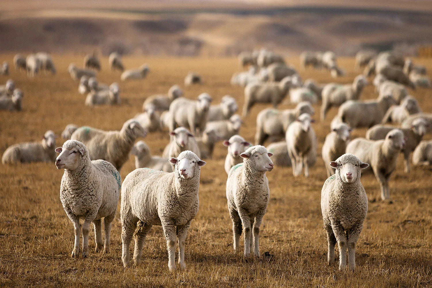 Four sheep stand guard in a large flock of sheep outside of Harlowton, Montana. → Buy a Print