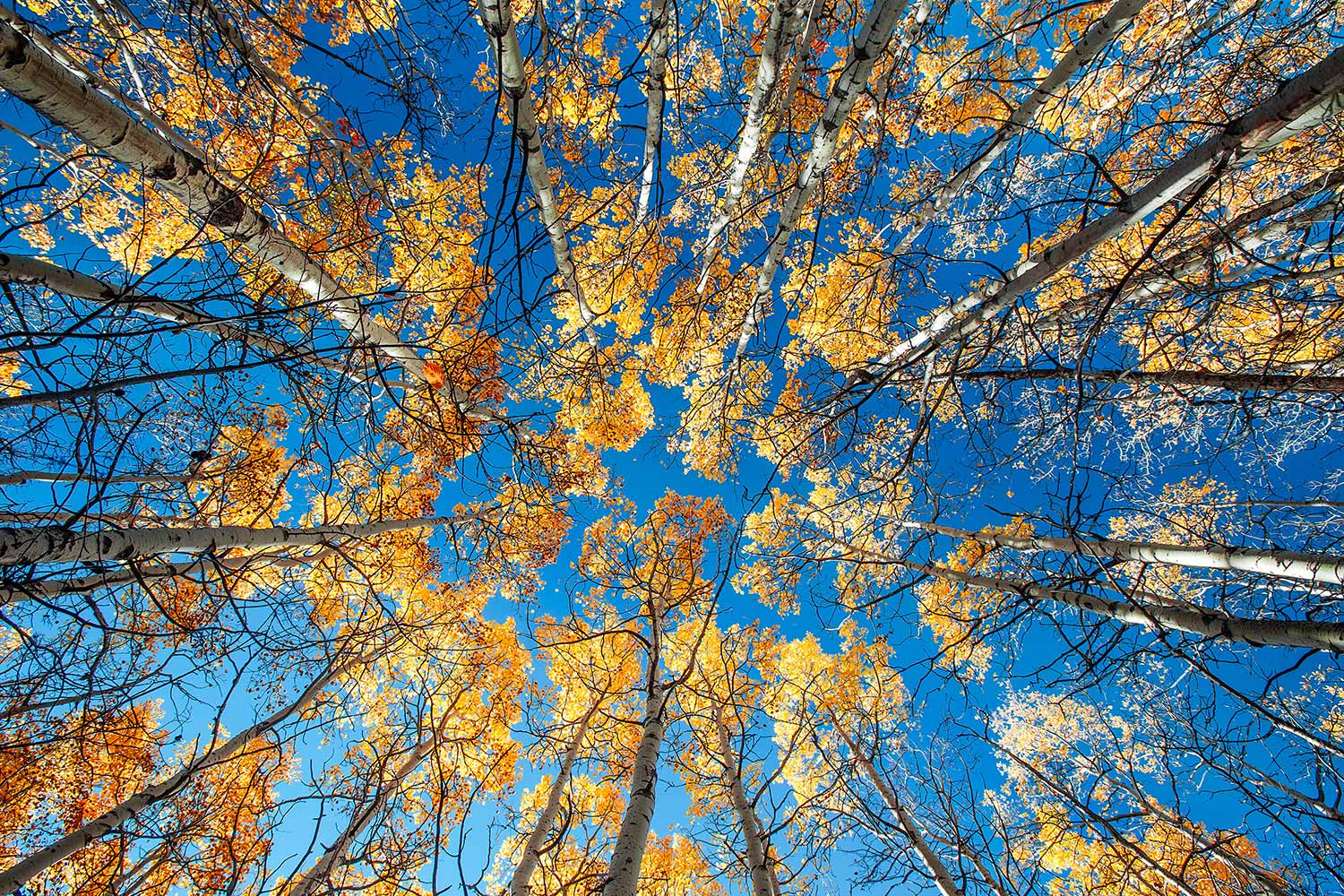Looking up at a canopy of autumn leaves in a grove of aspen trees near Babb, Montana.&nbsp;→ Buy a Print