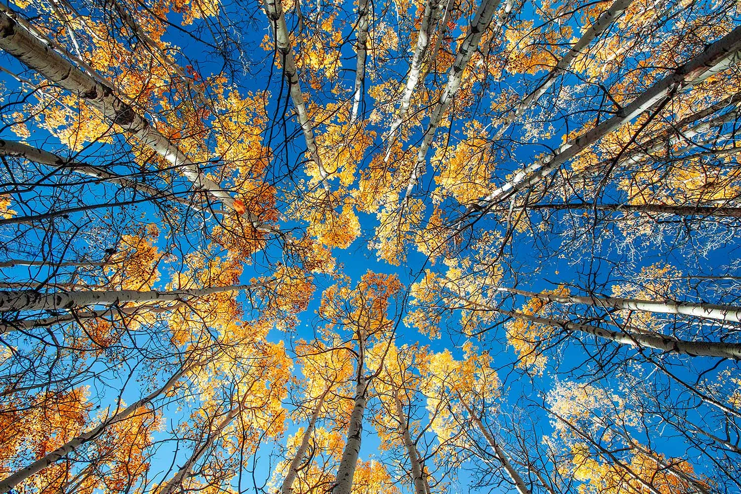 Looking up at a canopy of autumn leaves in a grove of aspen trees near Babb, Montana. → Buy a Print