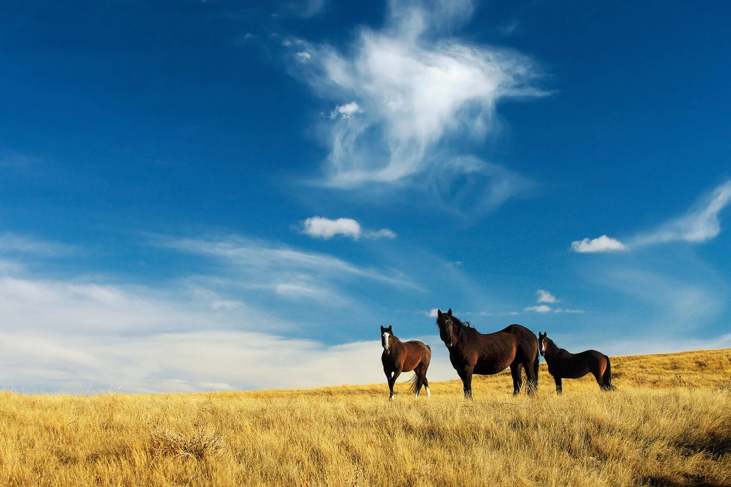 Band of Horses