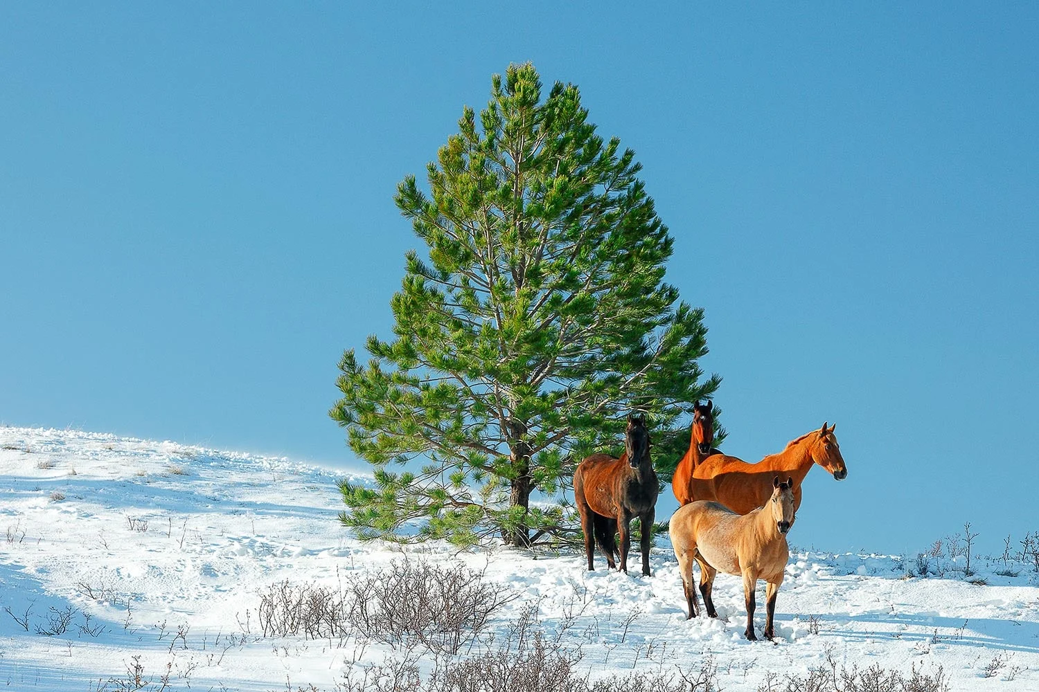 Snowy Fields