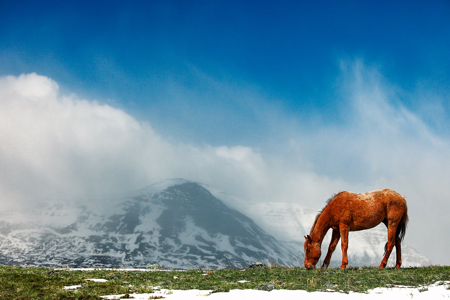 Alpine Equine