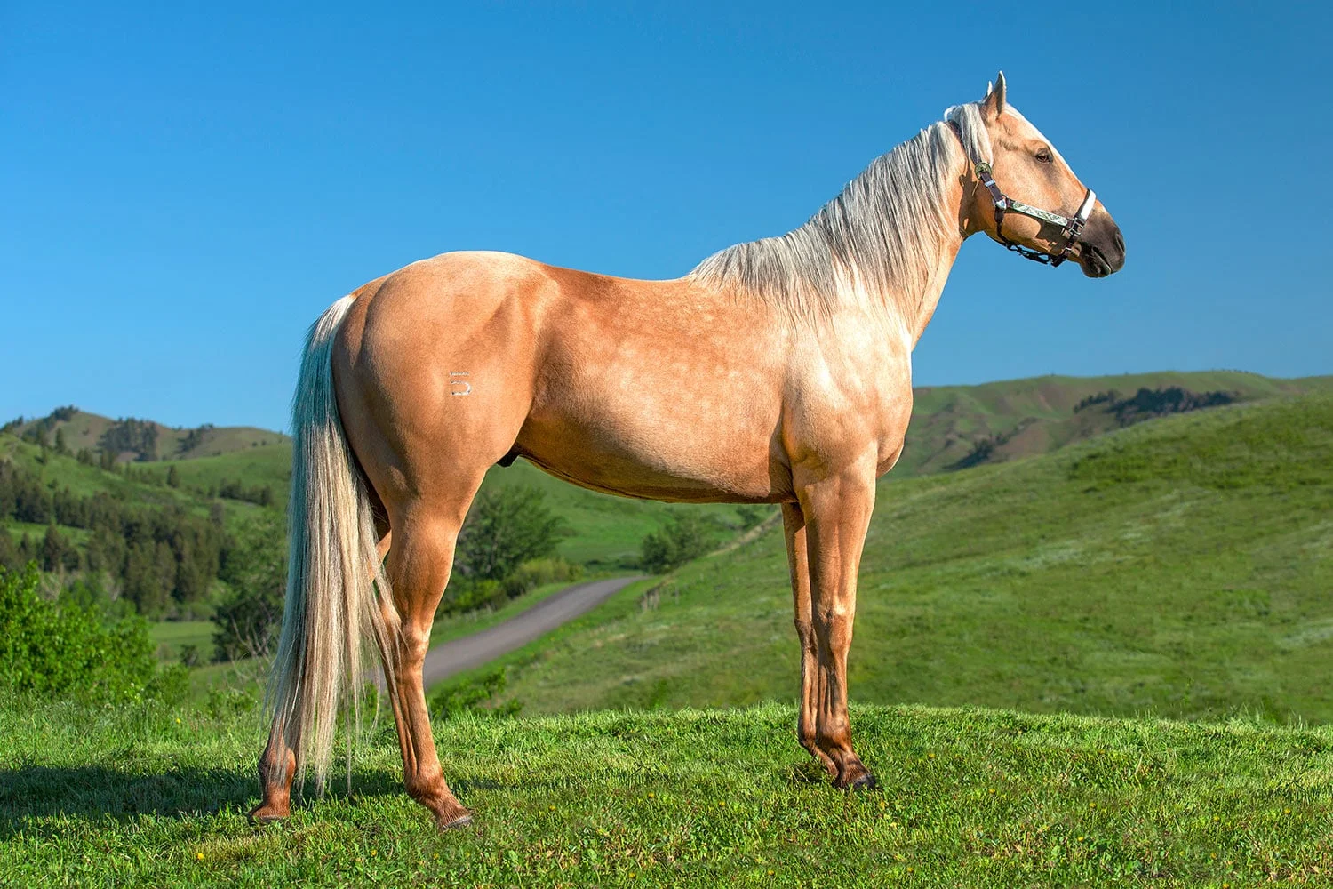 A Horse Named Shaker