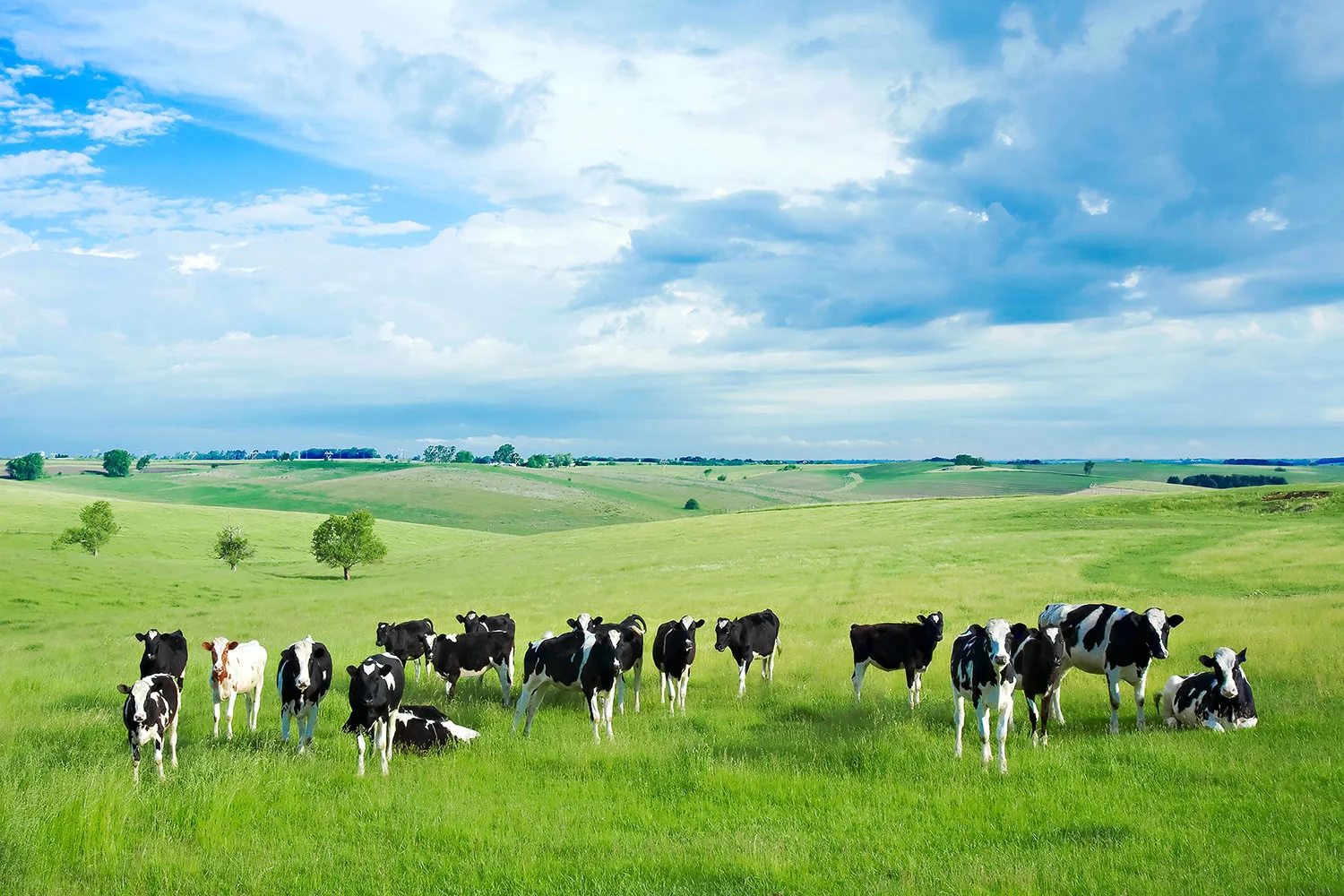 Happy Cows