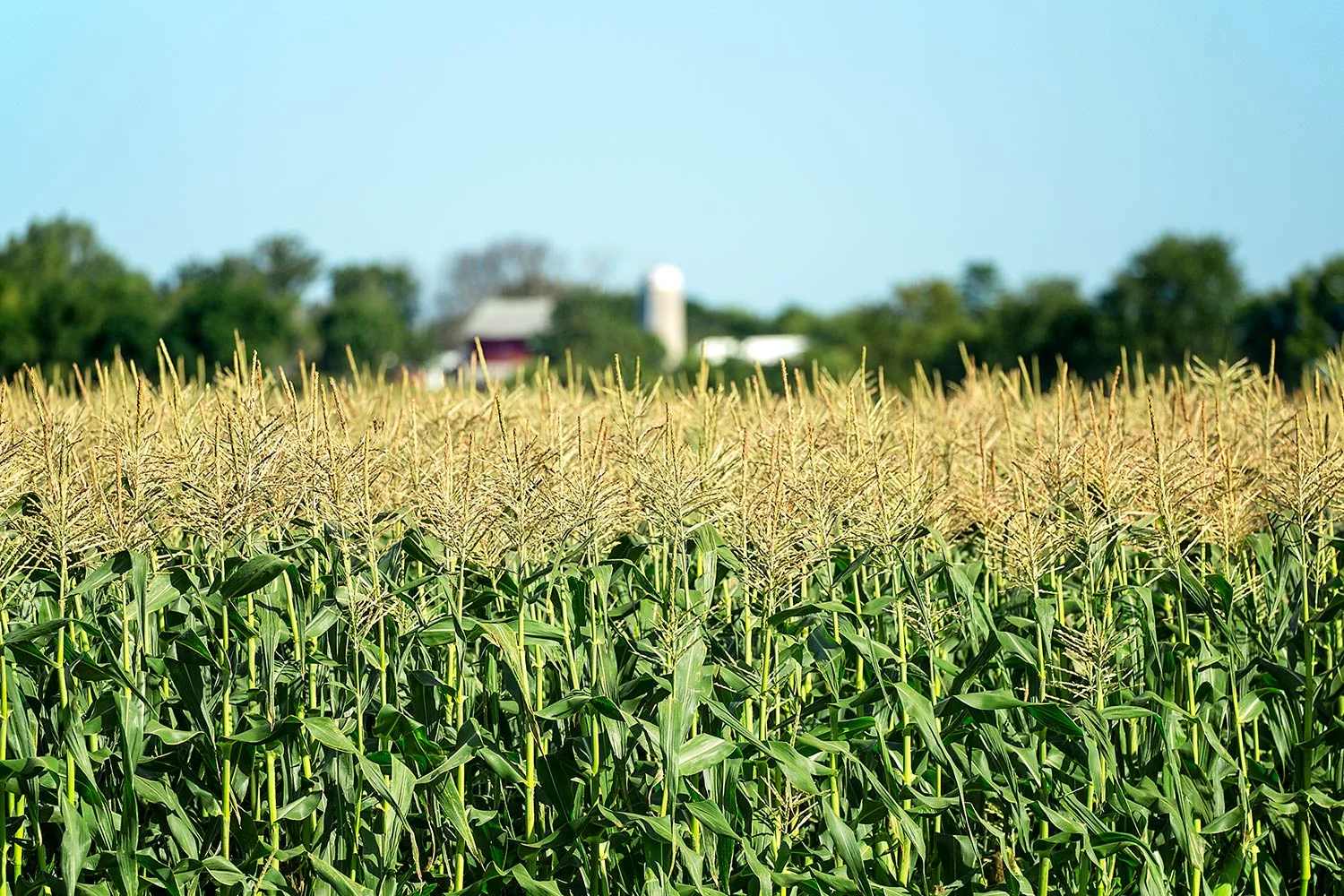 Corn Tassels