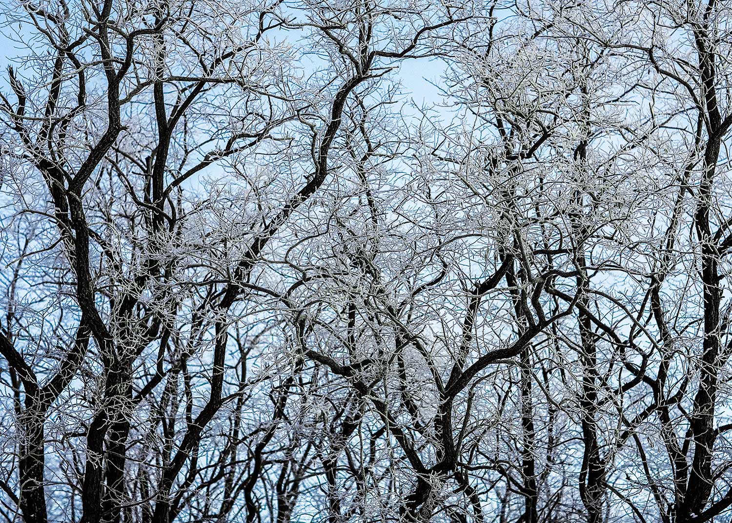 A tangled wall of ice covered tree branches near Verona, Wisconsin.&nbsp;→ Buy a Print