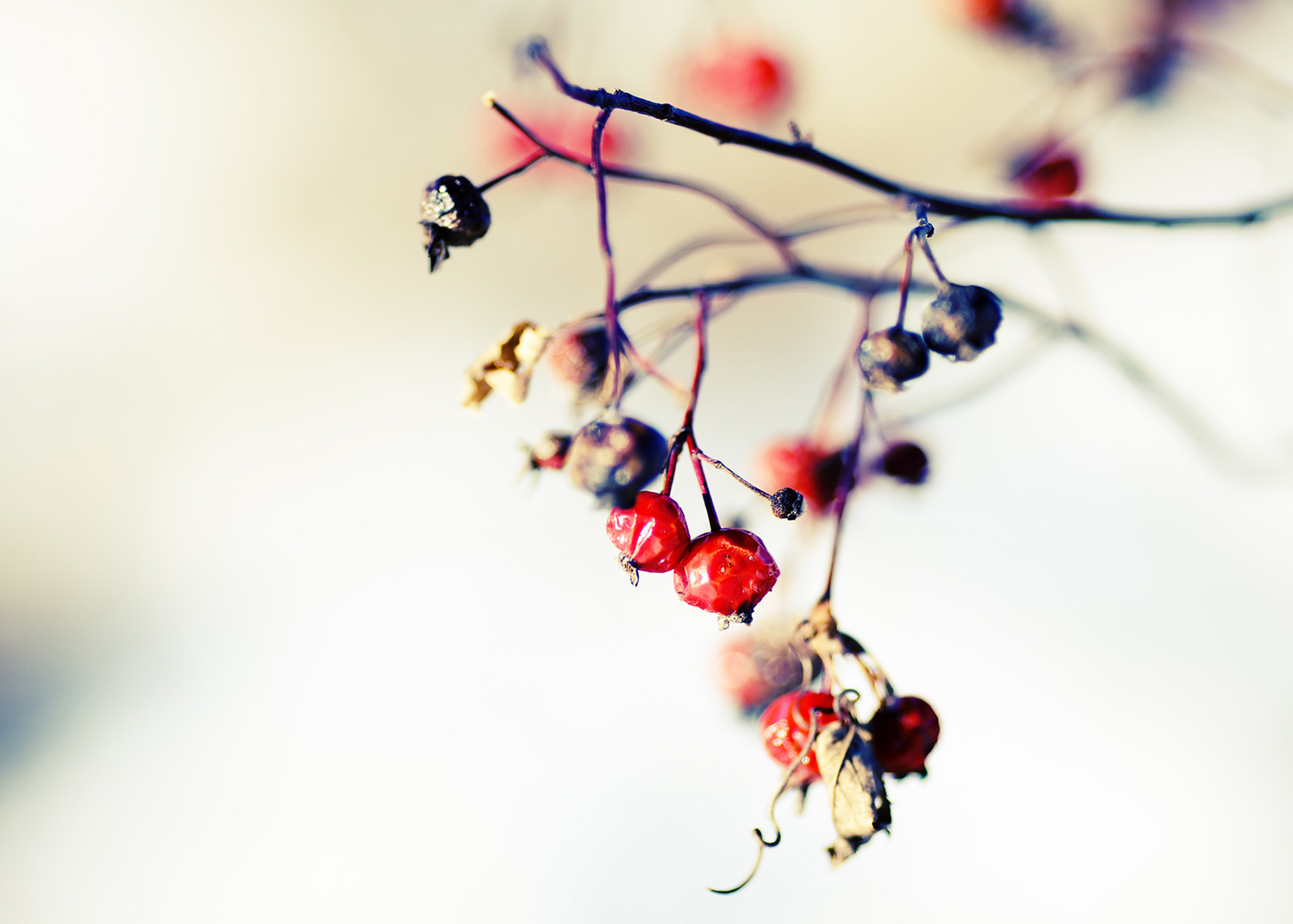 Winter's Berries