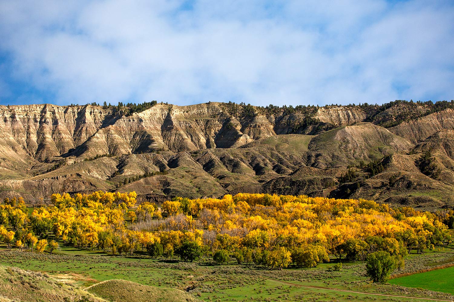 Cottonwood trees turn a beautiful hue of yellow and orange in the Judith River valley outside of Winifred, Montana.&nbsp;→ Buy a Print&nbsp;or License Photo