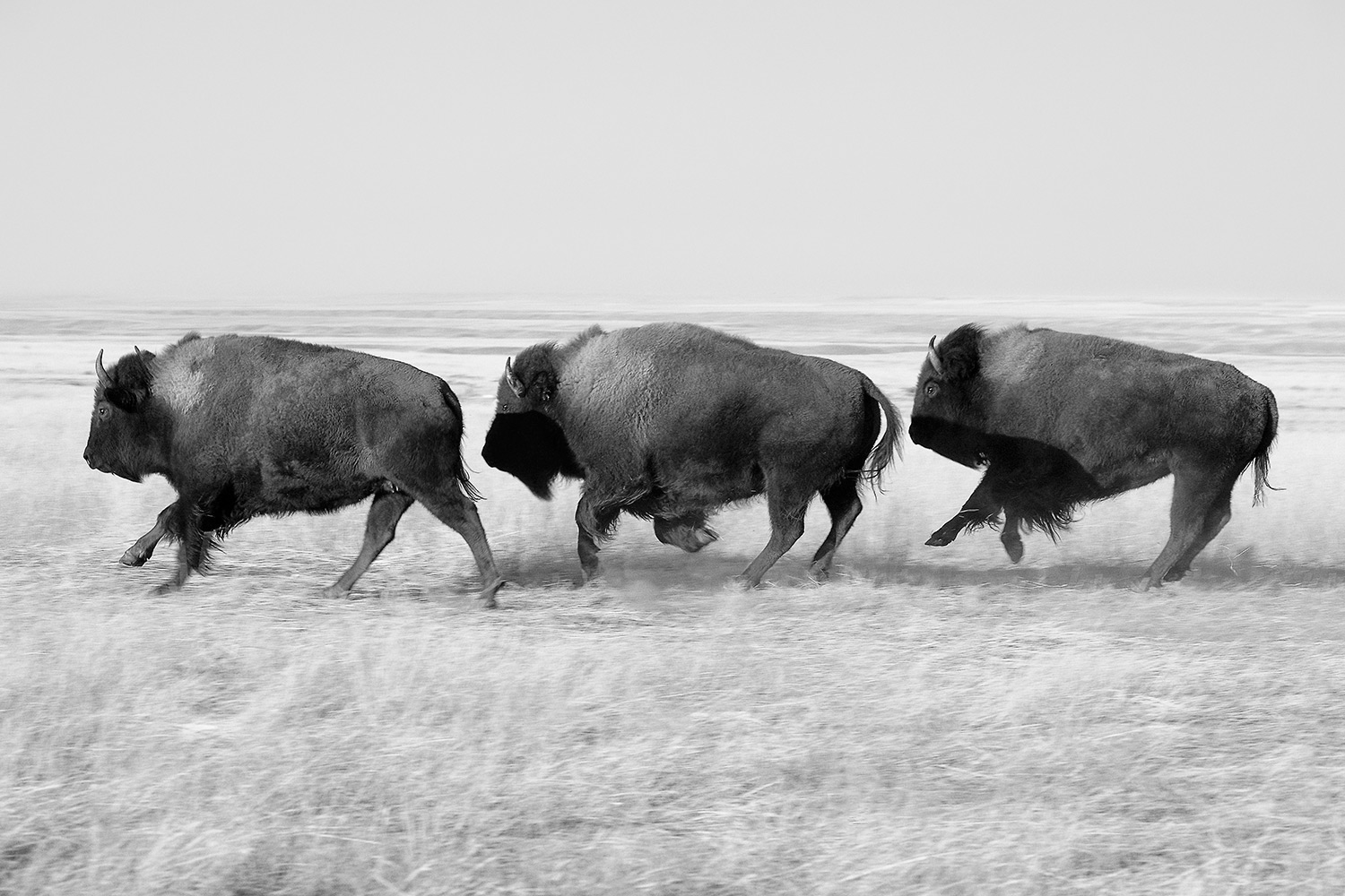 Three bison (or buffalo as they are known locally) dash across the open prairie in front of me on the Fort Belknap Indian Reservation in Montana.&nbsp;→ Buy a Print&nbsp;or&nbsp;License Photo