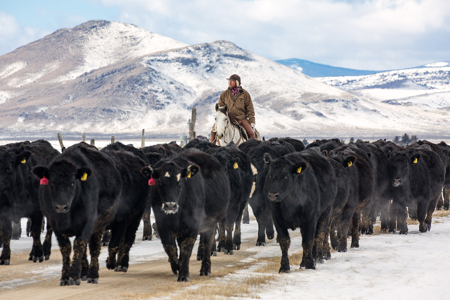 A cowboy from Rose Cattle Company riding behind a herd of black Angus cattle on a cold, snowy day near Toston, Montana.&nbsp;→ License Photo