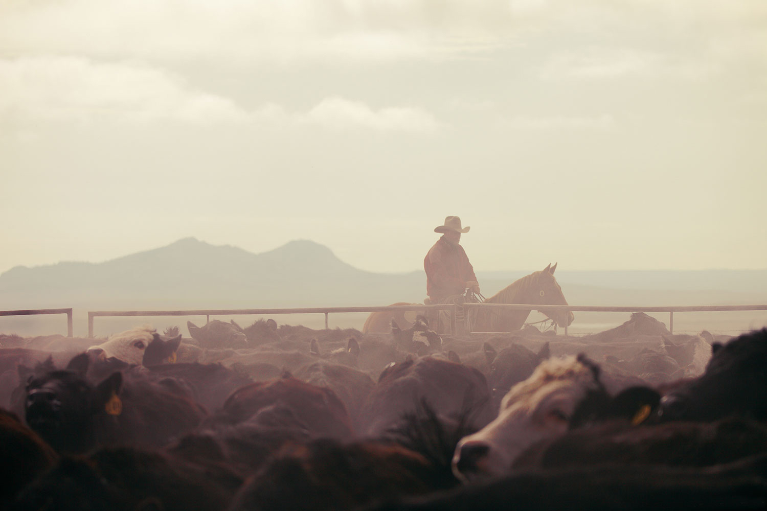 This photo of a cowboy tending to a herd of cattle near Cleveland, Montana might make the final cut in my new book of Montana cowboys.&nbsp;→ Buy a Print