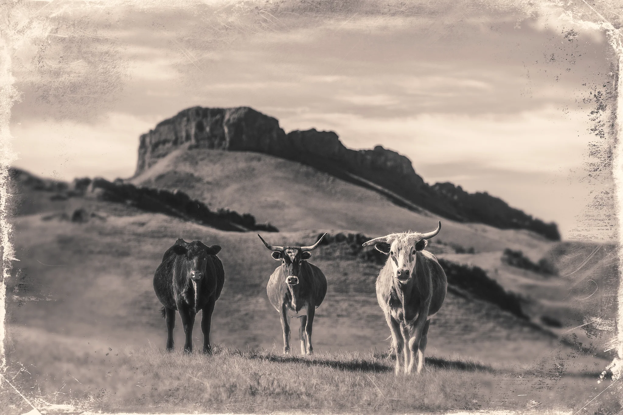 These inquisitive cattle greeted me as I came over a hill west of Lloyd, Montana. → Buy a Print