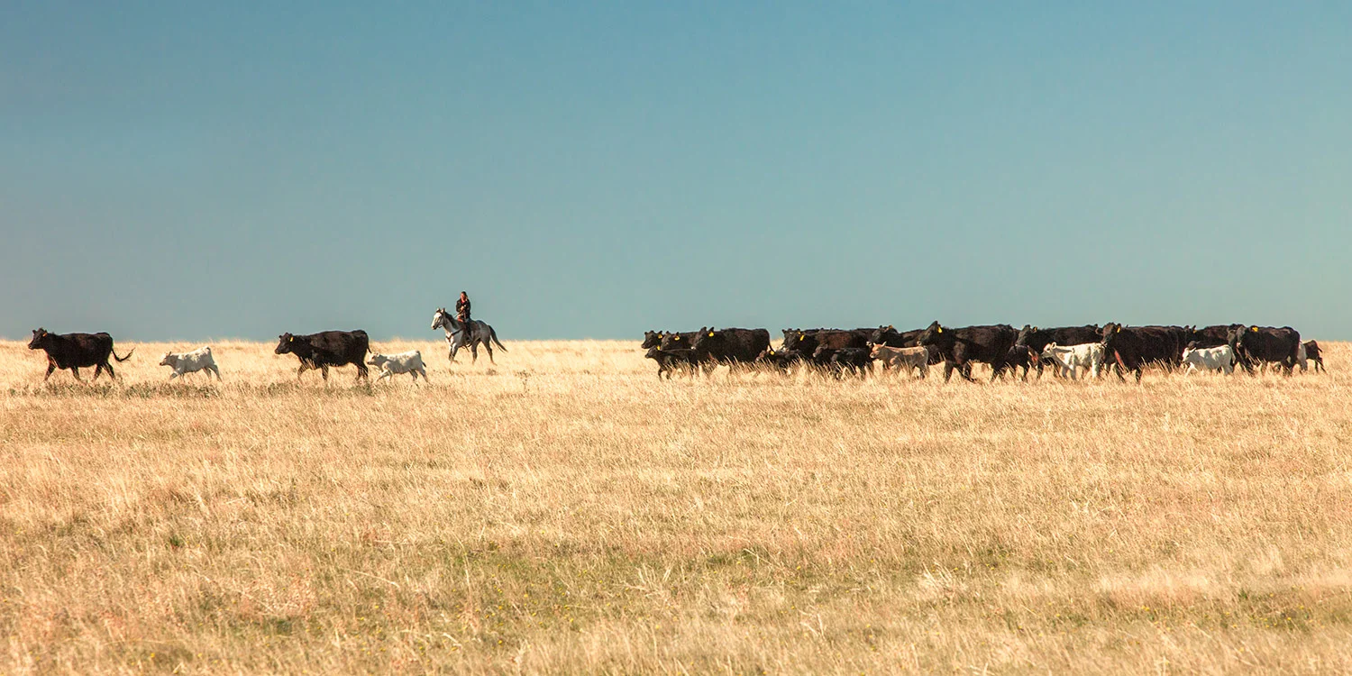 A cowgirl rides flank along the side of the herd during a round up on a ranch near Cleveland, Montana. → Buy a Print
