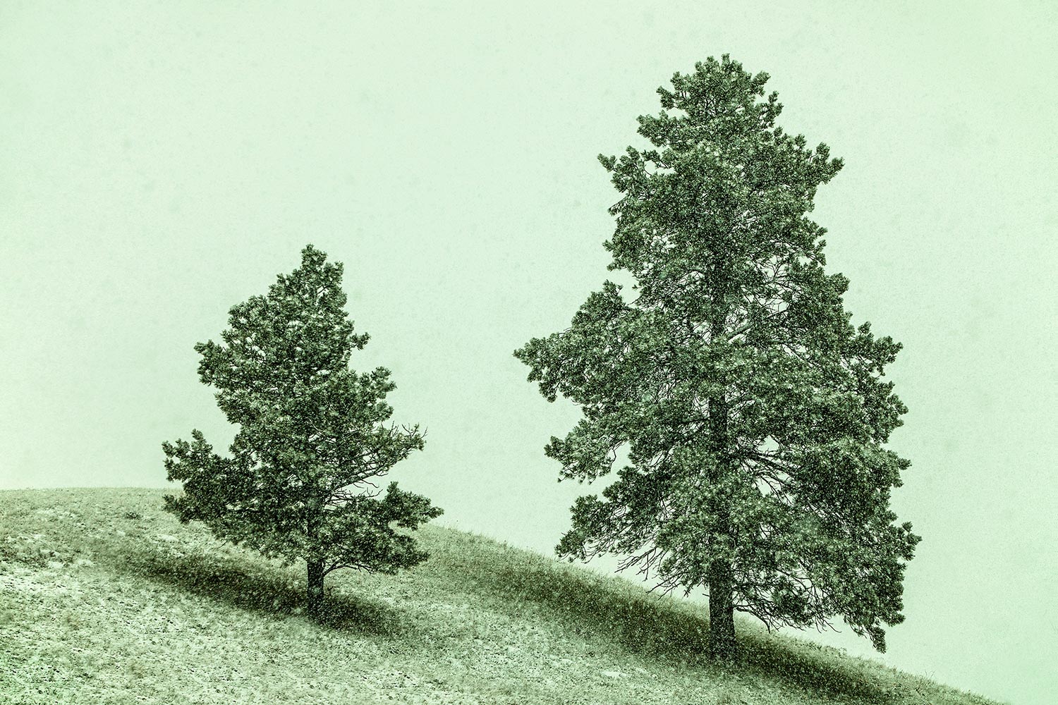 Two trees on the side of a hill in the midst of the snow on the Rocky Boy Reservation in Montana.&nbsp;&nbsp;→ Buy a Print