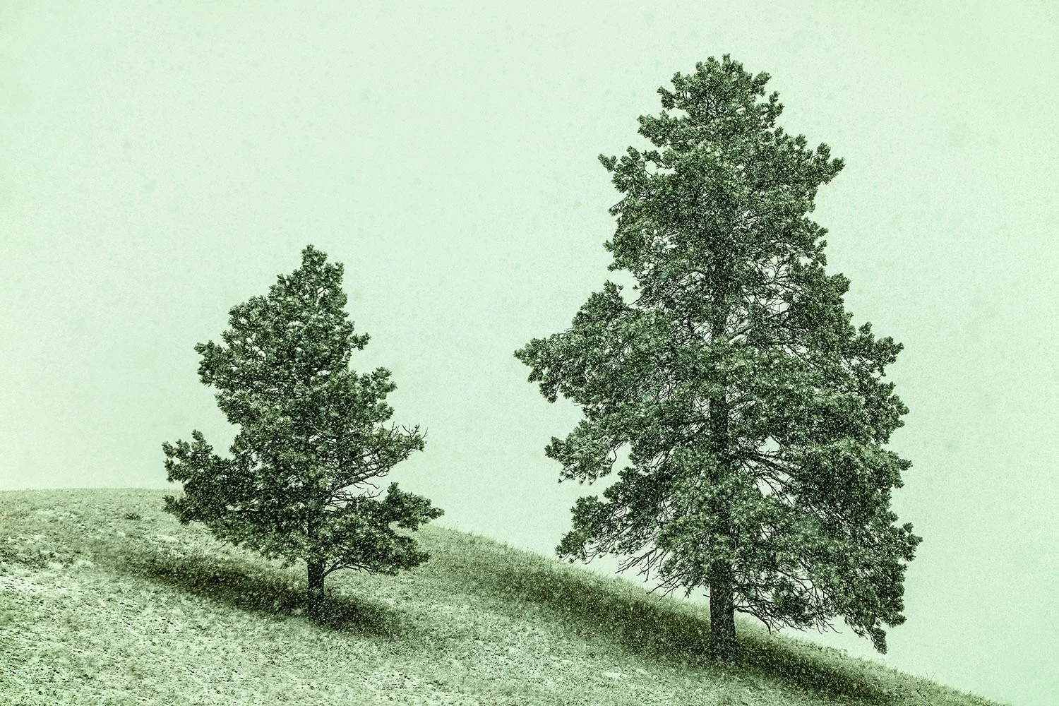 Two trees on the side of a hill in the midst of the snow on the Rocky Boy Reservation in Montana. → Buy a Print
