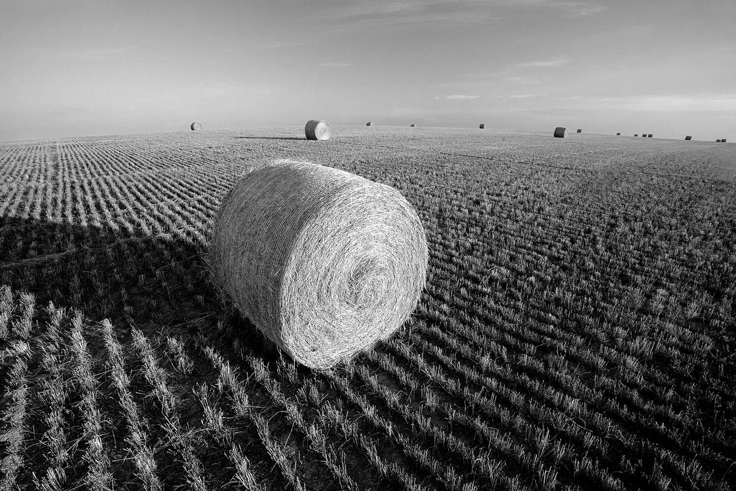 A field full of round bales of straw can be seen everywhere surrounded by wheat stubble and in the late afternoon light. → Buy a Print
