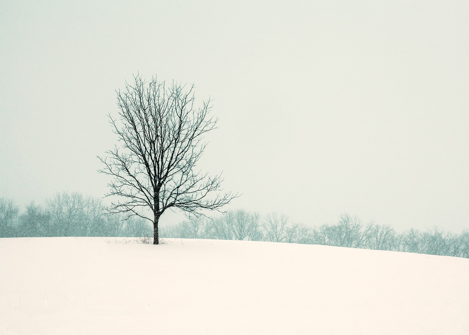 A leafless tree stands alone on top of a snowy hill near New Glarus, Wisconsin.&nbsp;→ Buy a Print