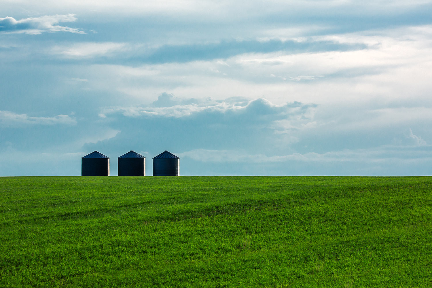 Three grain bins surrounded by a field of young green wheat near Great Falls, Montana.&nbsp;→ Buy a Print
