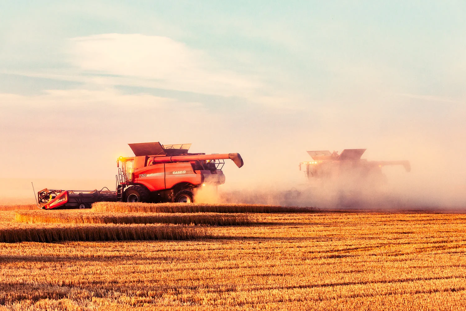 Two combines cutting wheat in a cloud of dust on a farm north of Havre, Montana very near the Canadian border. → Buy a Print
