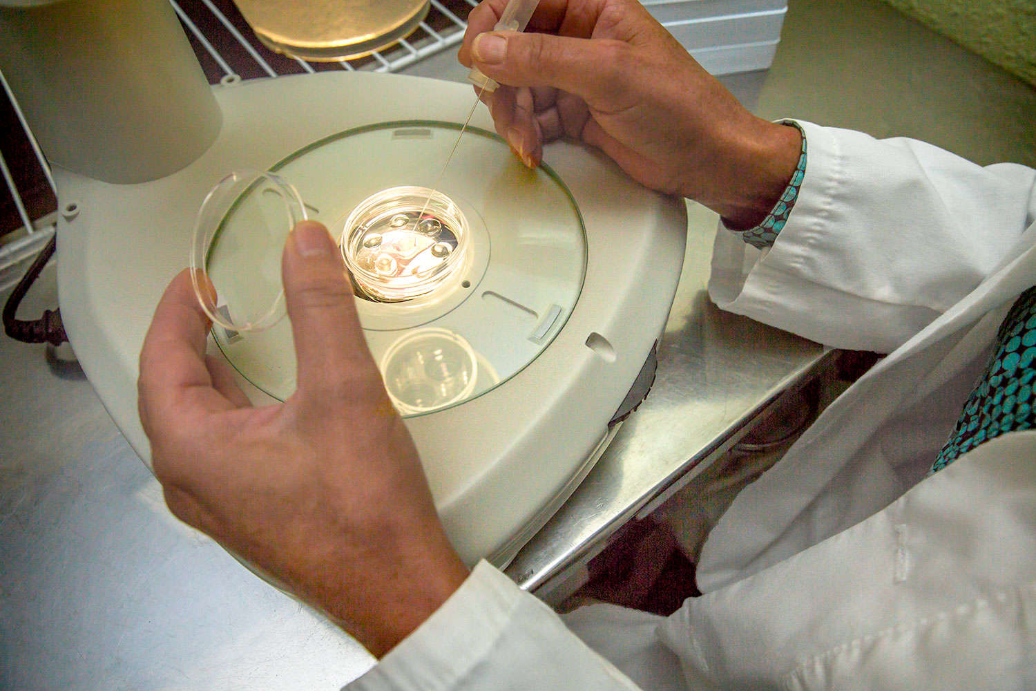 Working with Embryos