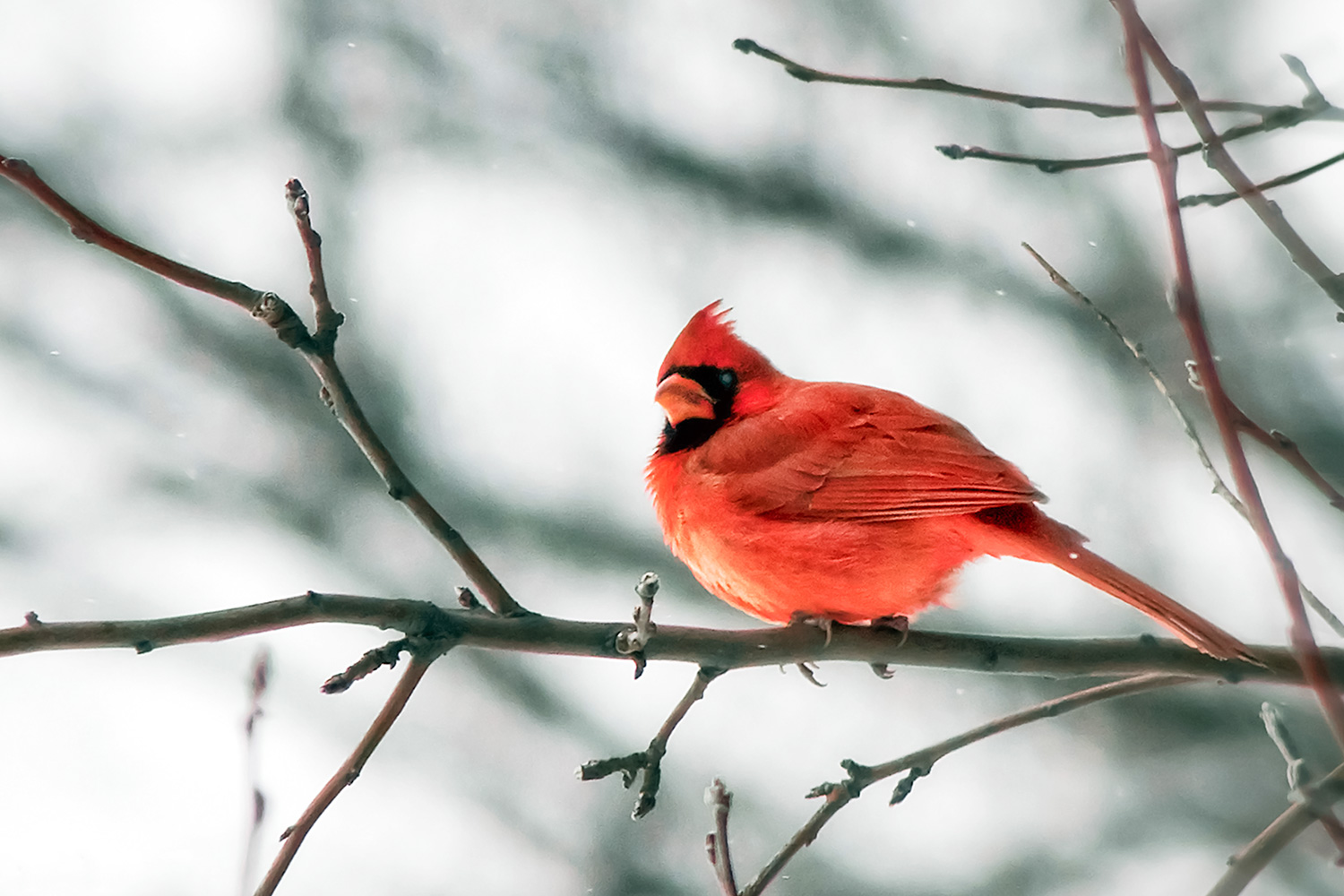 Cardinal and White