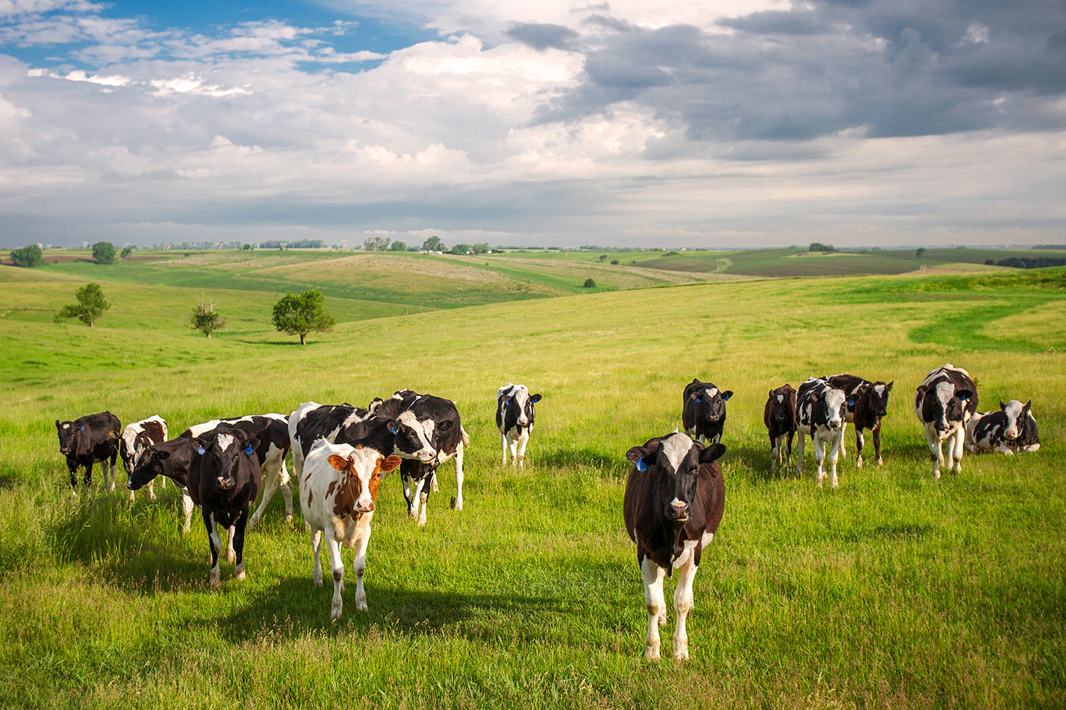 Звуки стадо коров. Поля Дании сельскохозяйства. Коровы на пастбище. Животноводство в Дании. Коровы пасутся.