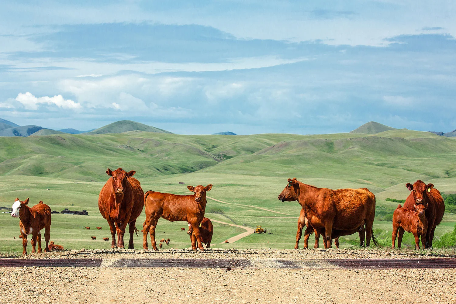 Cattle Guards