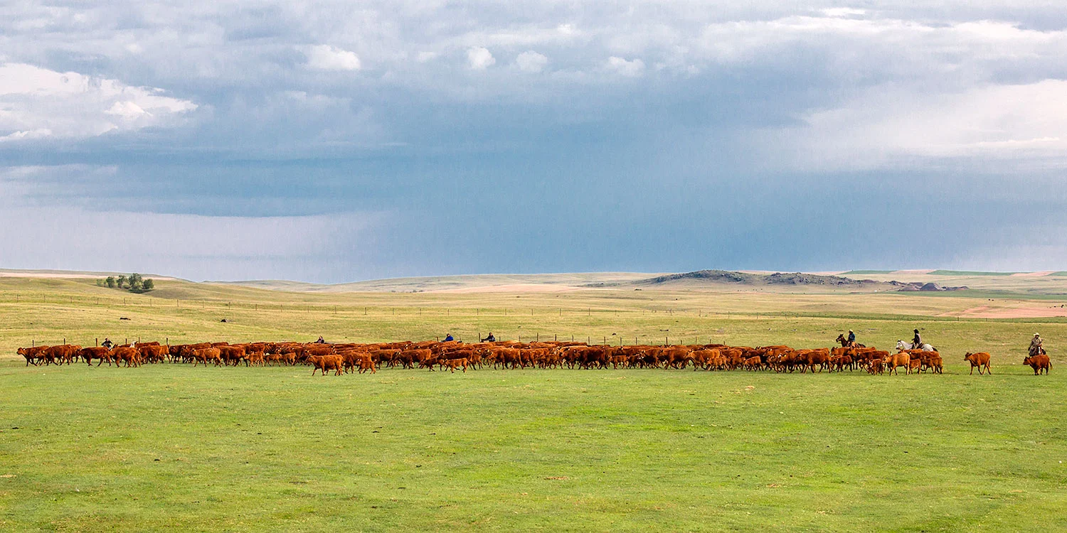 Line of Red Angus