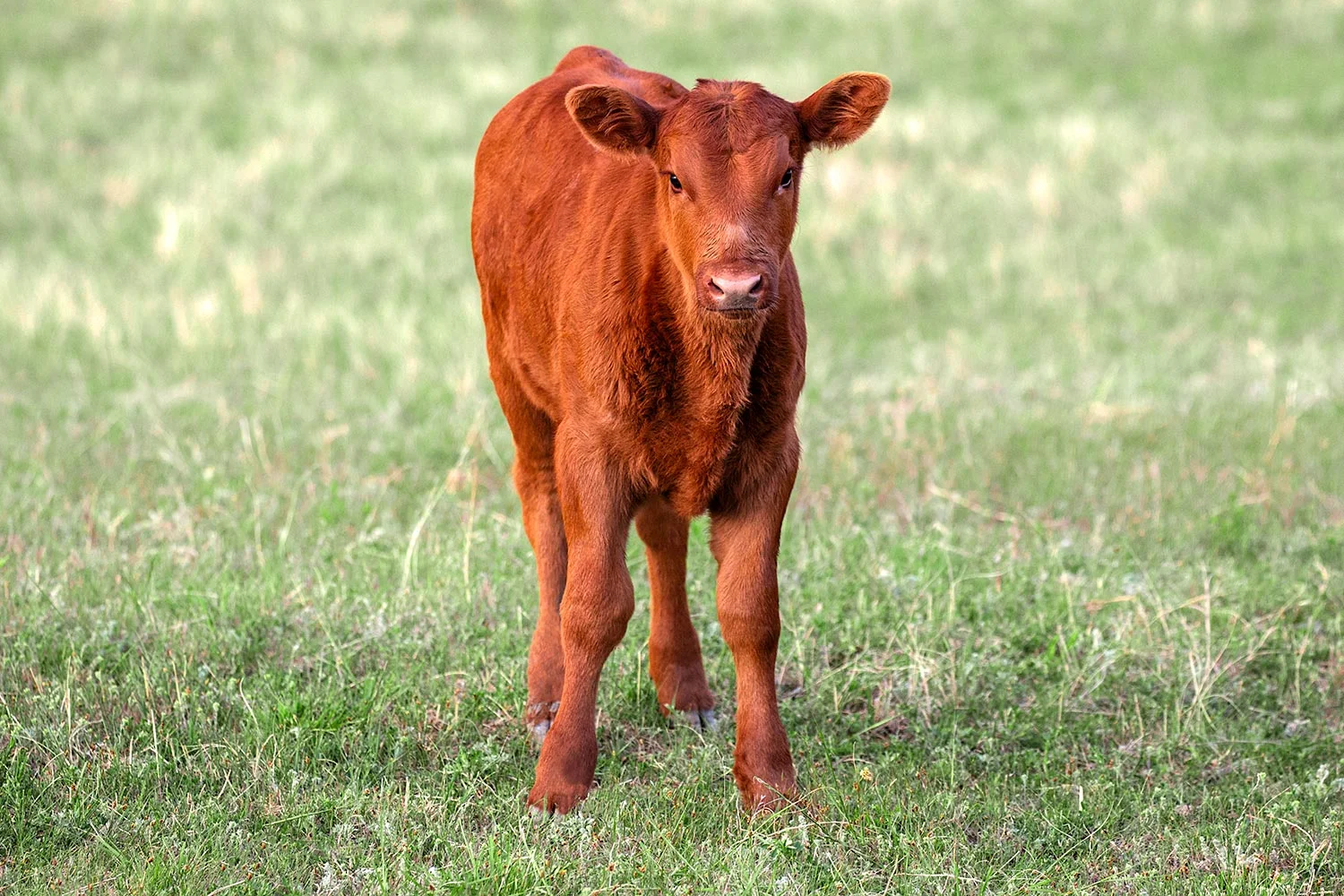 Red Angus Calf