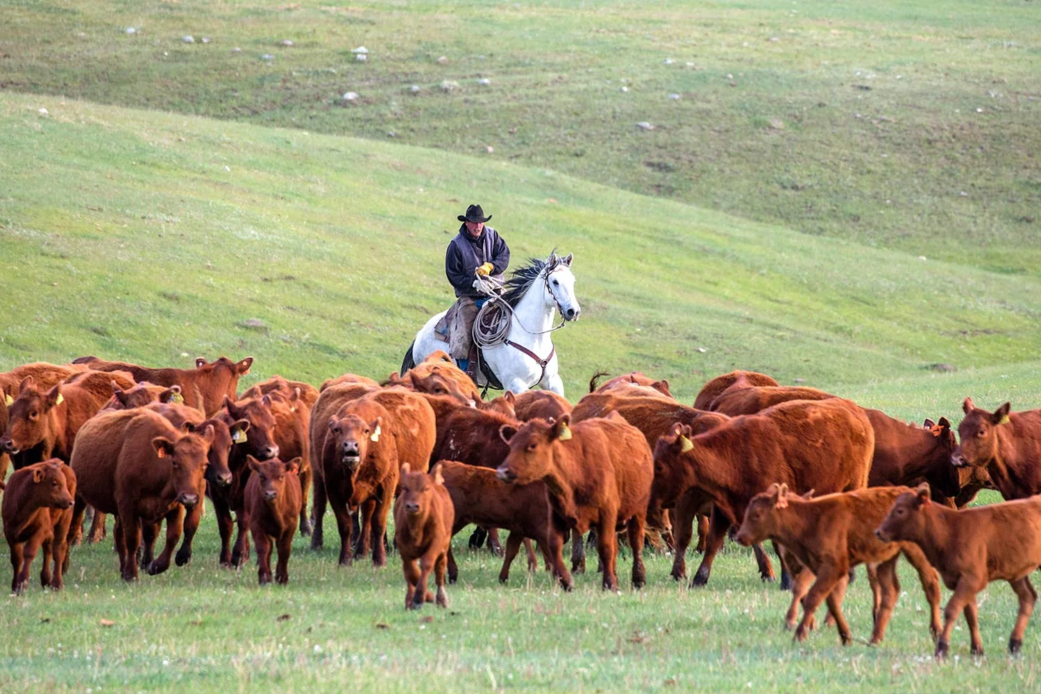 Cowboy Herding Red Angus