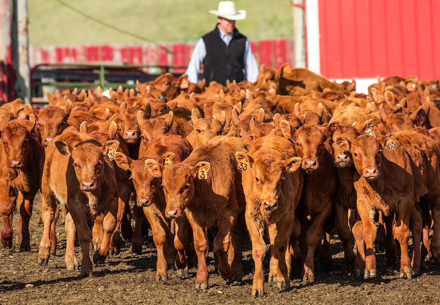 Red Angus Calves