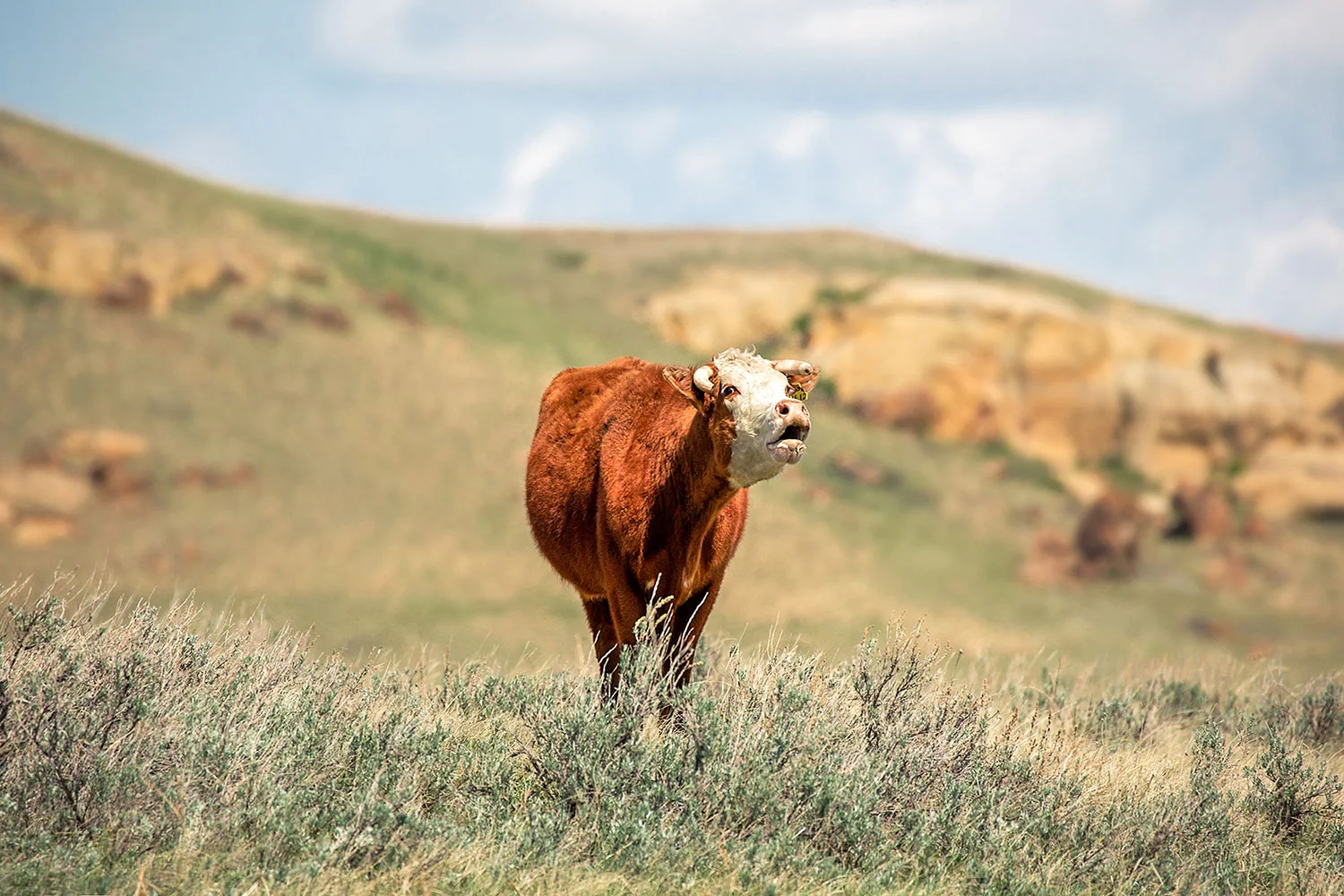 Hollerin' Hereford