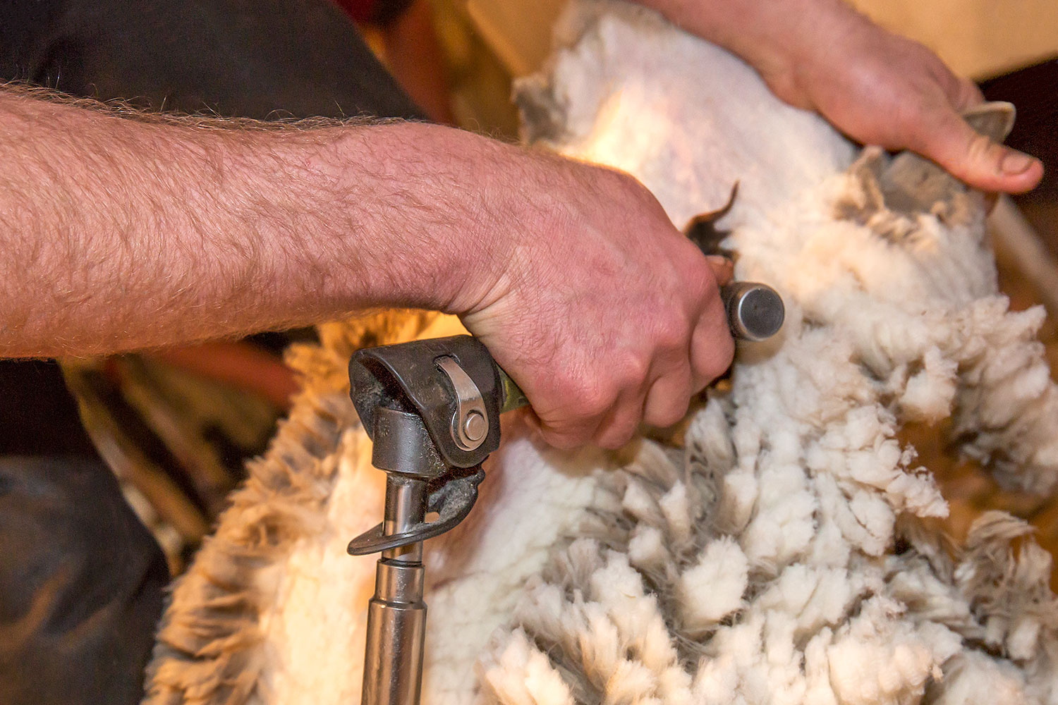 Shearing Close-Up