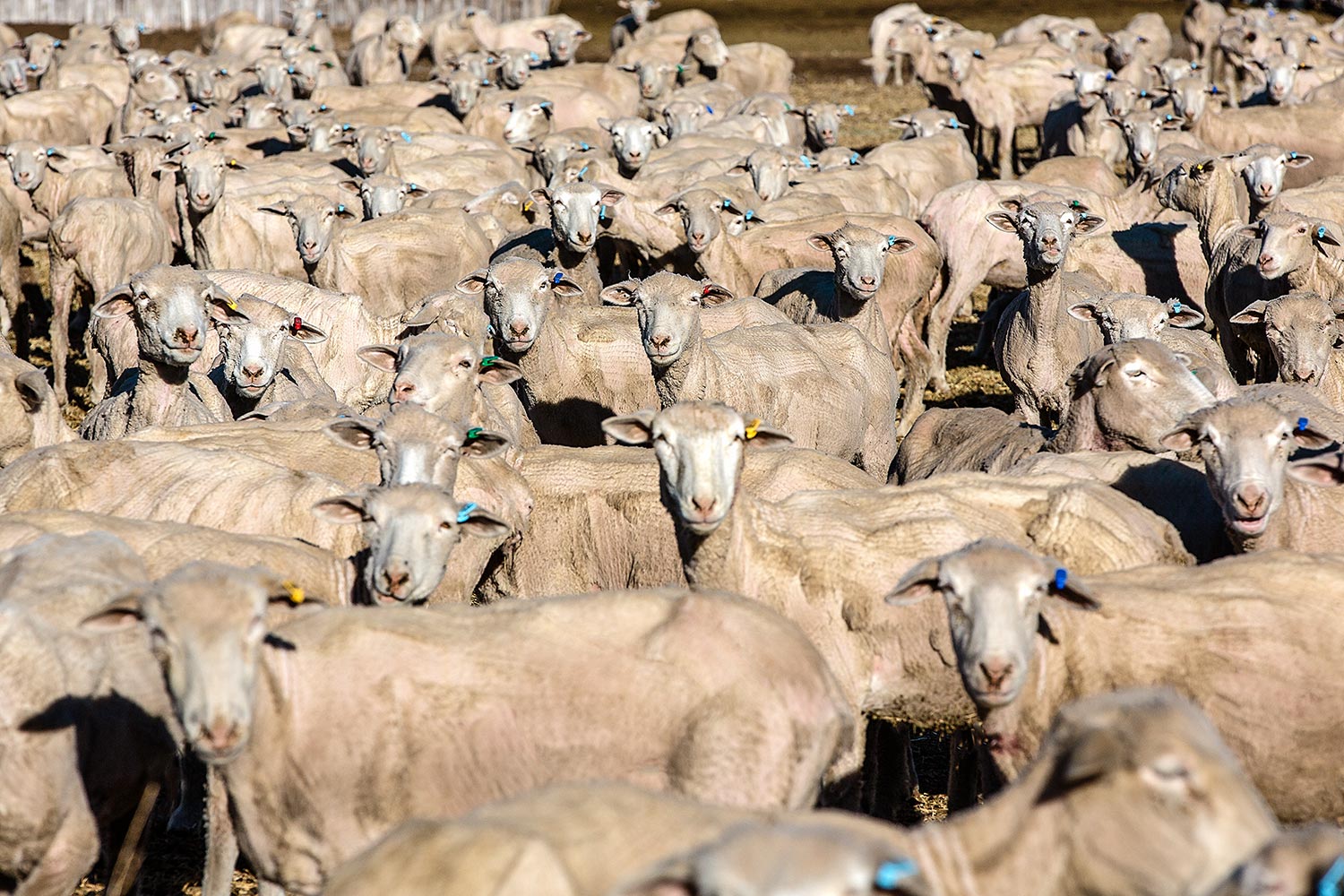 Sheep Sheared