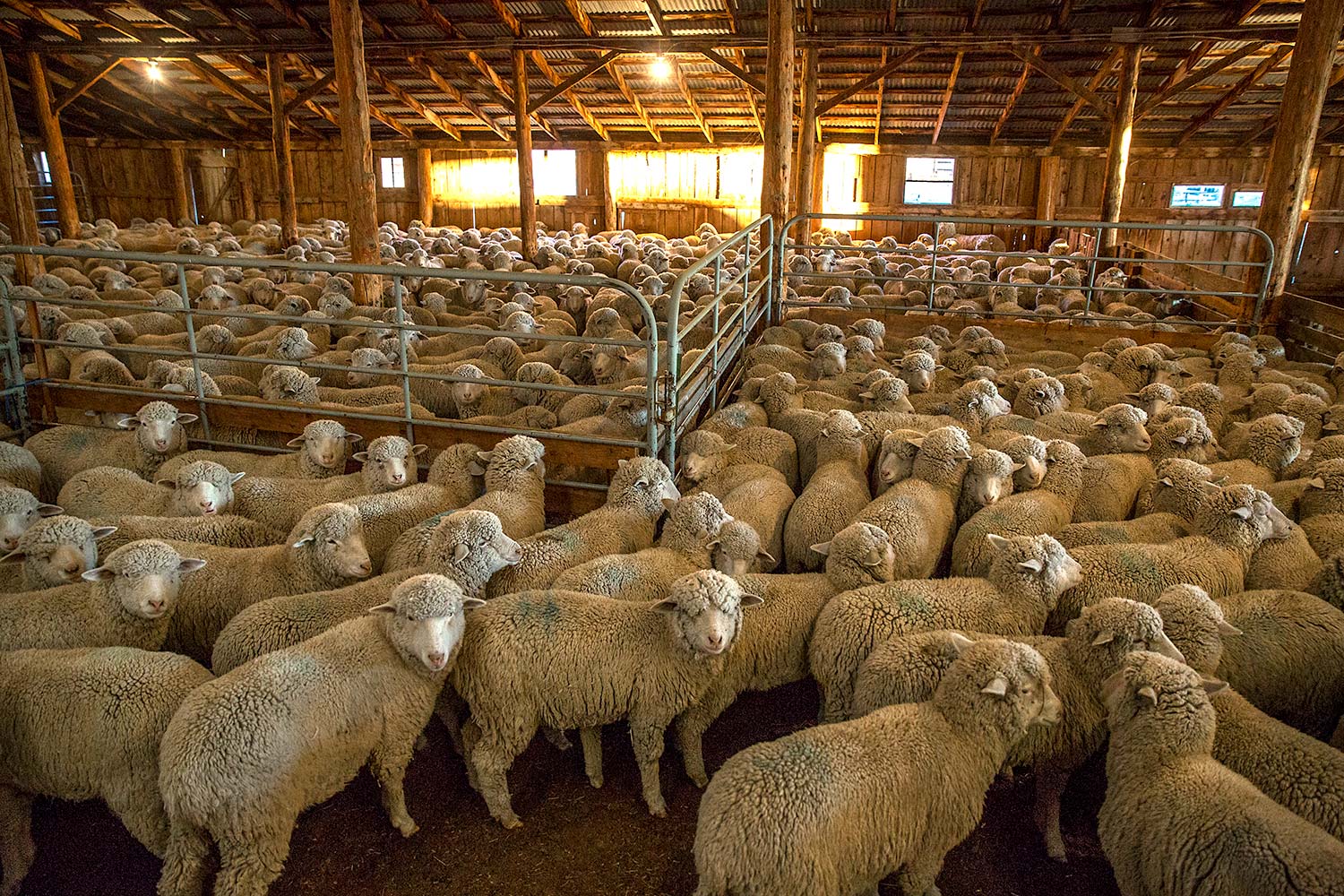 Sheep Huddled Together