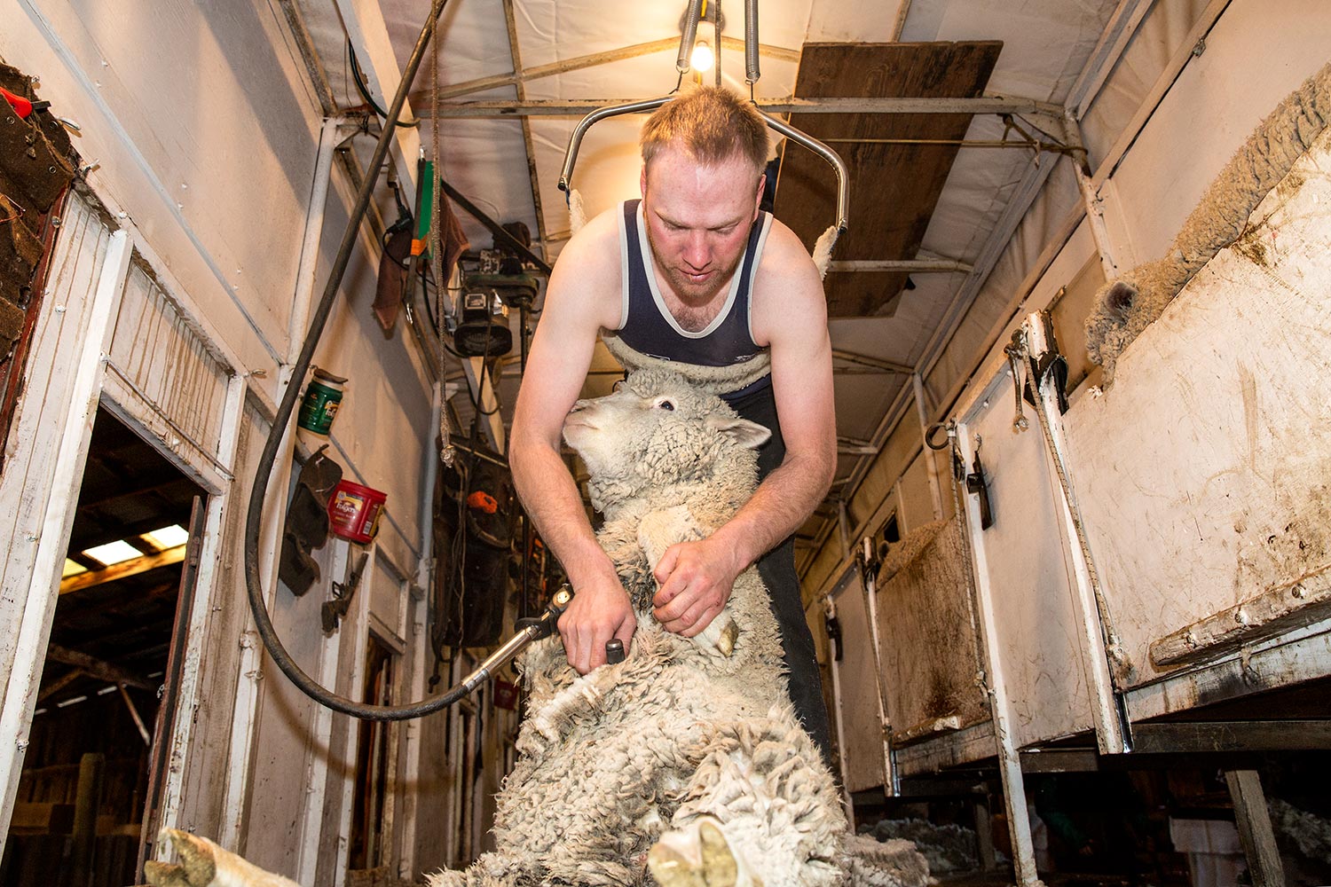 A man shears sheep on the famed Bair Ranch near Martinsdale, Montana.&nbsp;→ License Photo