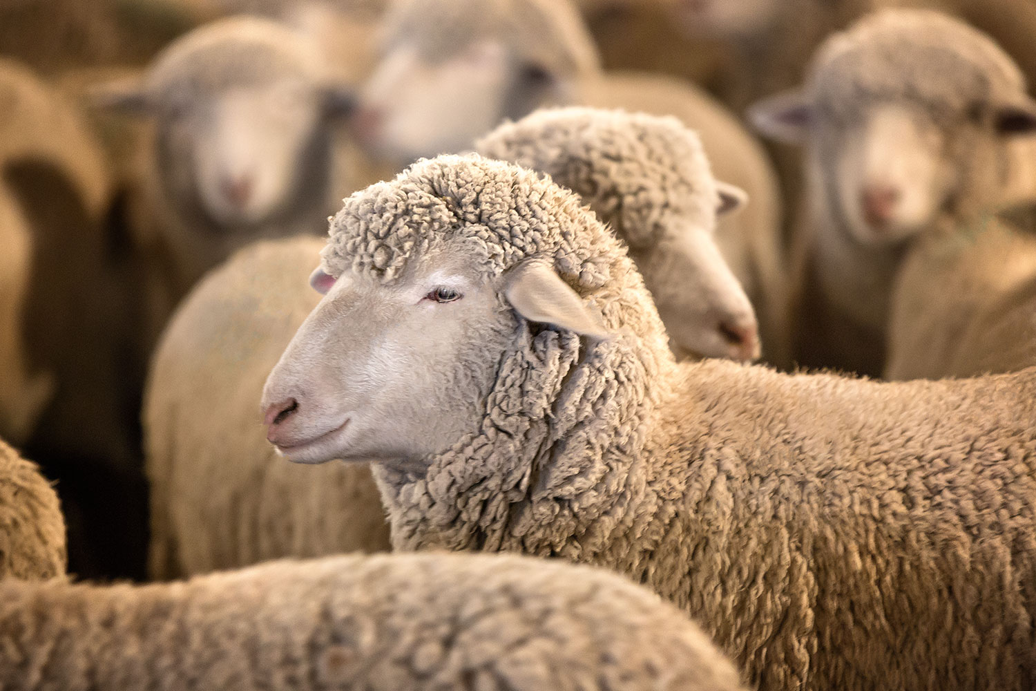 20+ photos of shearing sheep