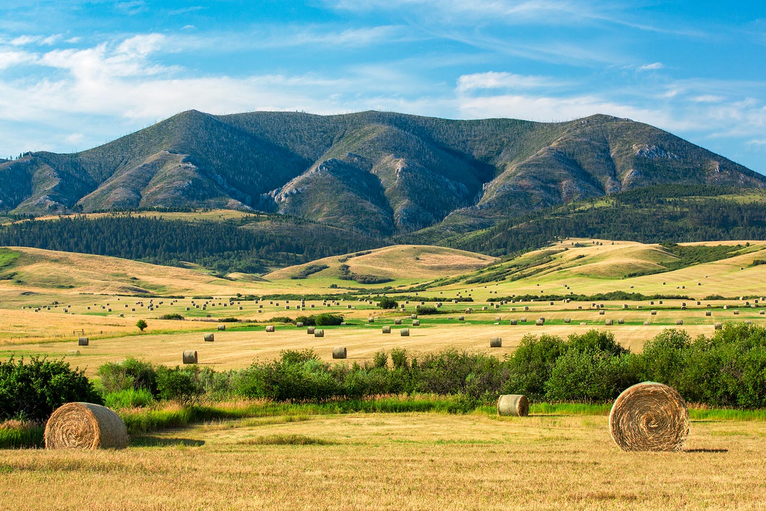 The Judith Mountains draped with a field of round bales of hay near Lewistown, Montana.&nbsp;→ Buy a Print&nbsp;or&nbsp;License Photo