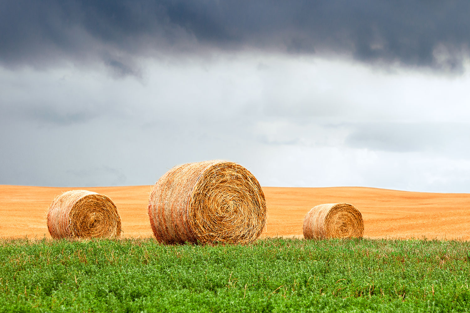 Three straw bales sit on a field of alfalfa on a farm near Shepherd, Montana.&nbsp;→ Buy a Print&nbsp;or License Photo