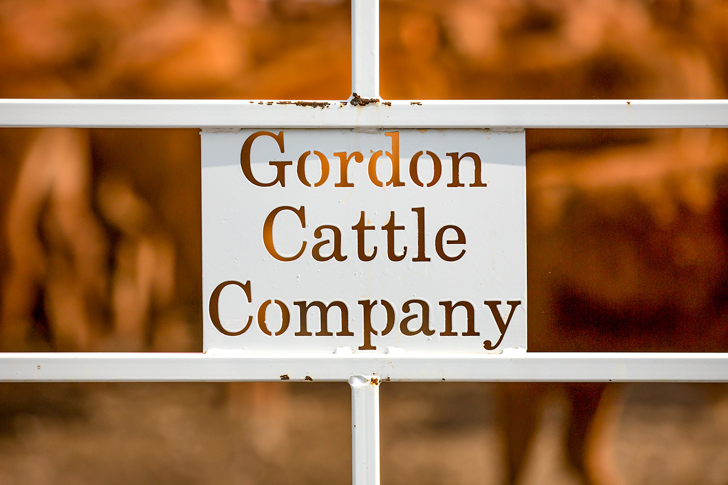 Gordon Cattle Company