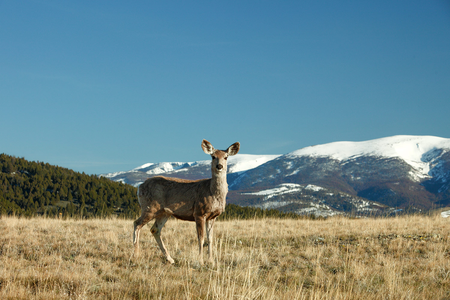 Grassy Mountain Deer