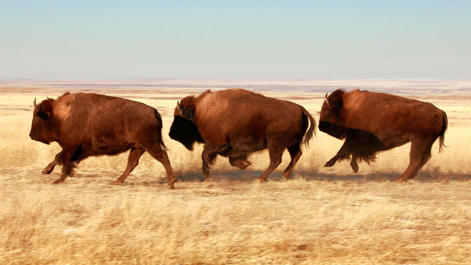 Tatanka