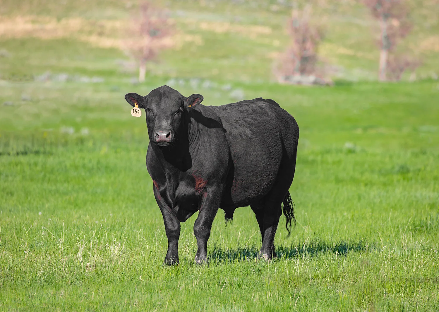 Coffee Colored Bull