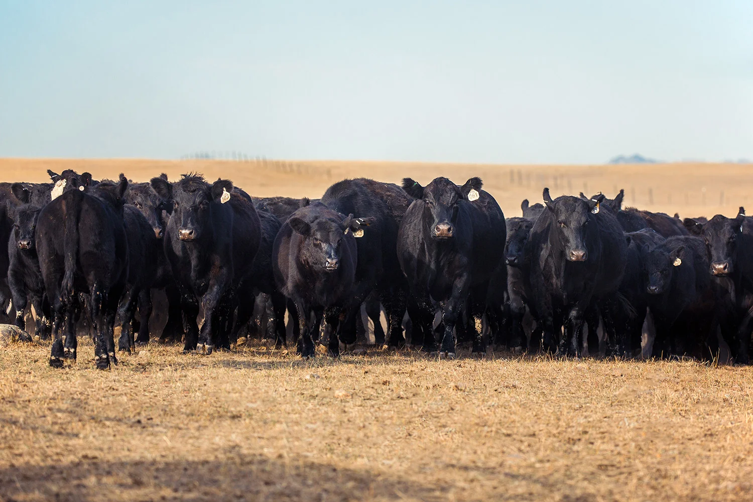 The Herd Rushes In