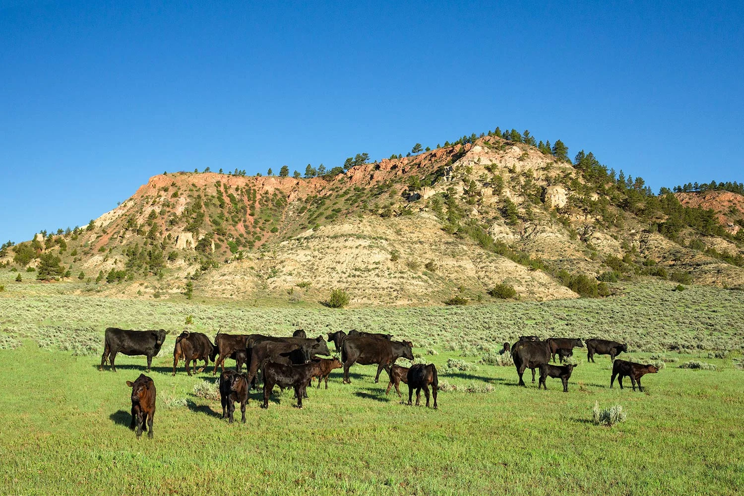 Angus at Cherry Butte