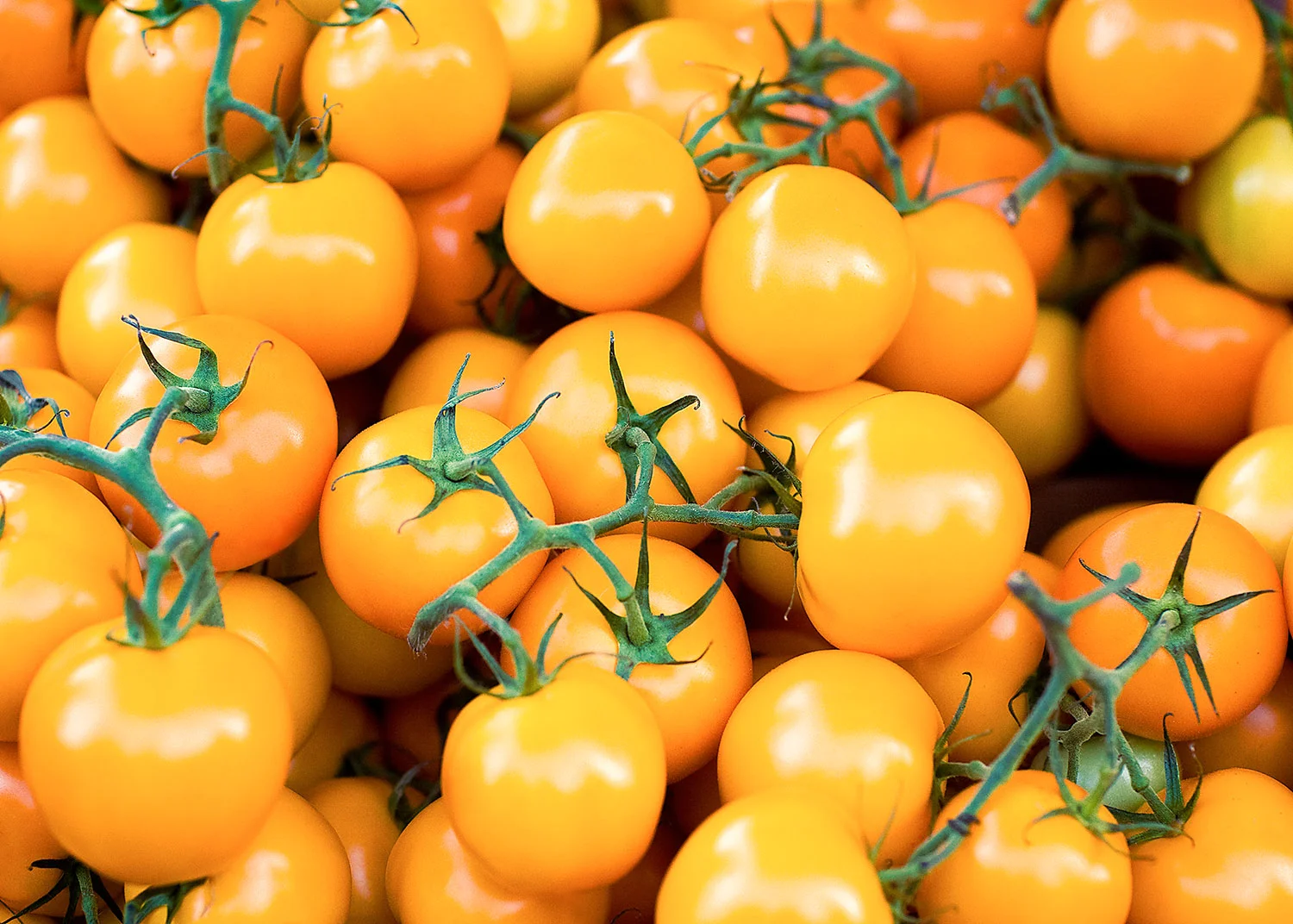 Yellow Tomatoes